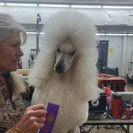 Katie - Poodle