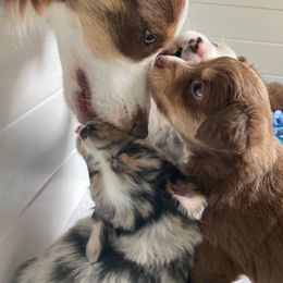 Miniature Australian Shepherd Puppies from Blue Skye's Miniature Australian Shepherds