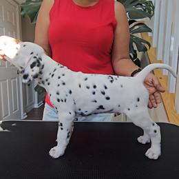 Dalmatian Puppies from Spotted Theory