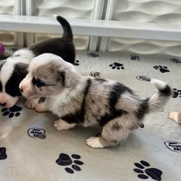 Ace - Blue merle and white male Cardigan Welsh Corgi puppy in San Antonio, Texas from White Paws Cardigan Corgis