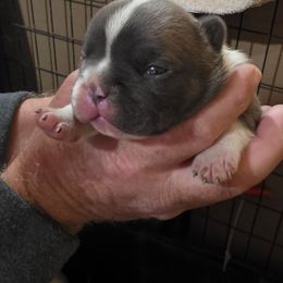 Boy 1 - Blue male French Bulldog puppy in Cabool, Missouri from Shannon French Bulldogs