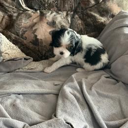 Martini - Tri-color female Cavalier King Charles Spaniel puppy in Bullhead City, Arizona from Country Candy Cavaliers
