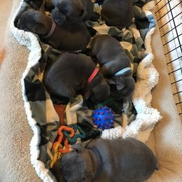 French Bulldog Puppies from Crooked C Ranch