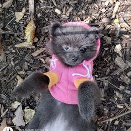 Girl 1 - Pomeranian puppy in Garrett, Indiana from Crystal Riff