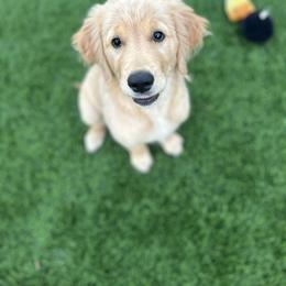 Golden Retriever Puppies from Gail’s Goldens