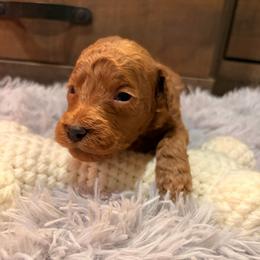 Alfie light green collar - Red  male Goldendoodle puppy in Atco, New Jersey from Flannery’s lucky pup’s🍀