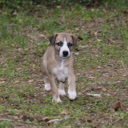 Whippet Puppies from Wise Heart Whippets
