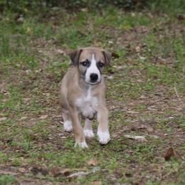 Whippet Puppies from Wise Heart Whippets
