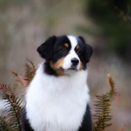 Bon Bon - Miniature American Shepherd
