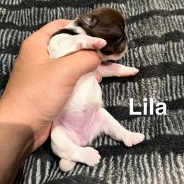 Lila - Liver and white female Shih Tzu puppy in Kettering, Ohio from The Ruff Life Tribe