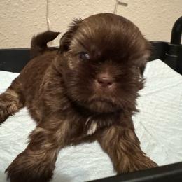 Pedro - Red and white male Shih Tzu puppy in Madera Acres, California from California Shih Tzu’s