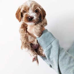 Australian Labradoodle Puppies from HoneyPeaks Australian Labradoodles