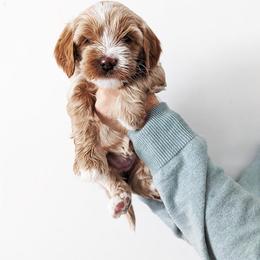 Australian Labradoodle Puppies from HoneyPeaks Australian Labradoodles