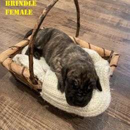 Great Dane Puppies from Andrea Aldrich's Great Danes