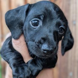Teal girl - Black female Dachshund puppy in Chehalis, Washington from Hill Top Dachshunds