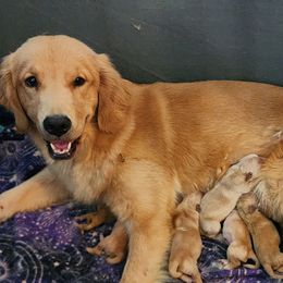 Chatter - Golden Retriever