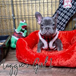 French Bulldog Puppies from Dreampups