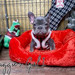 French Bulldog Puppies from Dreampups