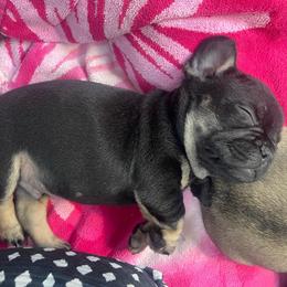 Douggie from ofa'd parents - Black and tan male French Bulldog puppy in Billings, Montana from Montana Made Frenchies