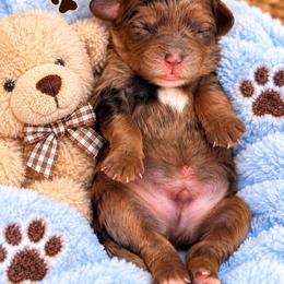 Maverick - Merle male Cavapoo puppy in Cooper City, Florida from Jenny La Bone