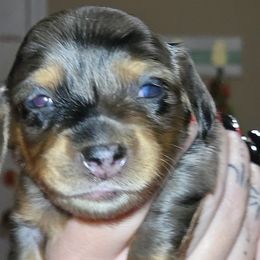 Dachshund Puppies from Mini Dachshund Loves