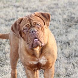 Phoebe - Dogue de Bordeaux