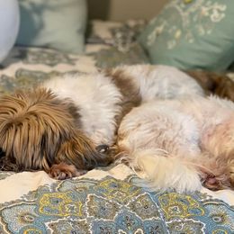 Shih Tzus from Heidi Lucas