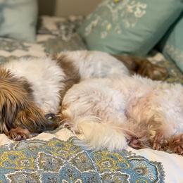 Shih Tzus from Heidi Lucas