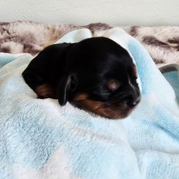 Simon - Black and tan male Cavalier King Charles Spaniel puppy in Wapello, Iowa from Willow Rayne shelties and more
