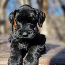 Dresden Imported Russian Champion Lines - Black male Giant Schnauzer puppy in Saratoga Springs, Utah from Happy Beard Schnauzers