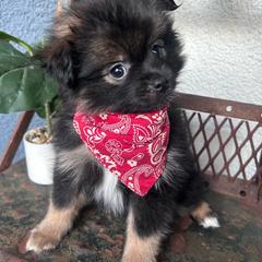 Tux - Black parti male Pomeranian puppy in Costa Mesa, California from Wheresmil0