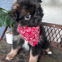 Tux - Black parti male Pomeranian puppy in Costa Mesa, California from Wheresmil0
