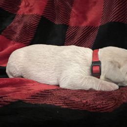 Yellow Boy - red collar - Labrador Retriever puppy from Kennels at 3551
