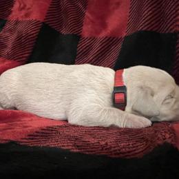 Yellow Boy - red collar - Labrador Retriever puppy from Kennels at 3551