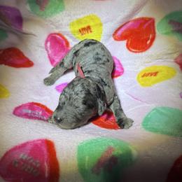Cupid - Merle male Goldendoodle puppy in Simpsonville, South Carolina from D & D Golden Doodles, LLC