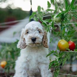 Lavender - Red roan female Cockapoo puppy in Colorado Springs, Colorado from Colorado Cockapoos