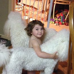 Poodle Puppies from Bonnie Weyrauch