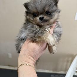 Angel - Blue merle female Pomeranian puppy in Edmond, Oklahoma from My Sun & Moon Poms