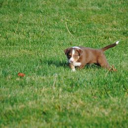 Border Collie Puppies from Graham Livestock