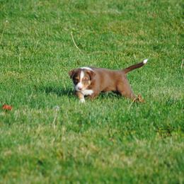 Border Collie Puppies from Graham Livestock