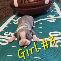 Boston Terrier Puppies from Grandma's Boston Terriers