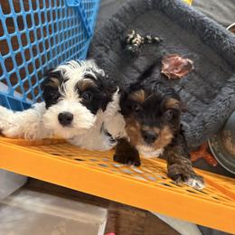 Zeppelin - Tri-color male Cavapoo puppy in Linden, Michigan from Maple Drive Doodles