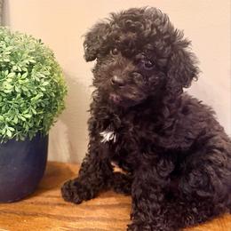 Violet - Black female Labradoodle puppy in Bruceton Mills, West Virginia from Adonai Ra'ah Farms