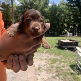 Lorelei - Chocolate and tan female Dachshund puppy in Westlake, Florida from Lazy Acres Farm