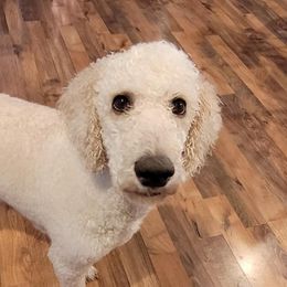 Lacey - Poodle