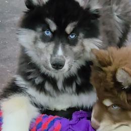 Grace - Black and white female Siberian Husky puppy in East Tawas, Michigan from BurnsBerg's Woolies