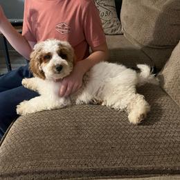 Emerald - Parti male Goldendoodle puppy in Pendleton, Oregon from Blushing Doodles
