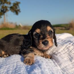 Goofy - Black and cream male Dachshund puppy in Unadilla, Georgia from Hamsley's Puppy Palace