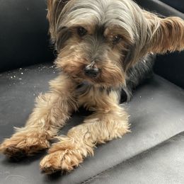 Sim - Yorkshire Terrier