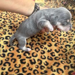 Blue Berry - Gray (blue) and cream female Dachshund puppy in Lincoln, Arkansas from Red Dirt Dachshunds